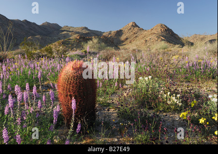 Avec le désert de l'Arizona Cactus Baril Liatris Sable lupin Joshua Tree National Park California USA Banque D'Images