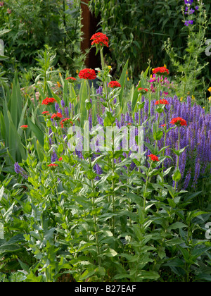 Croix de Malte (lychnis chalcedonica syn. Silene chalcedonica) et sauge (salvia nemorosa) Banque D'Images