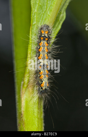 Four-spotted Valet (Lithosia quadra) Caterpillar Banque D'Images