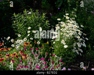 Daisy géant (Leucanthemum maximum) Banque D'Images