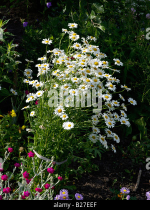 Daisy géant (Leucanthemum maximum) Banque D'Images