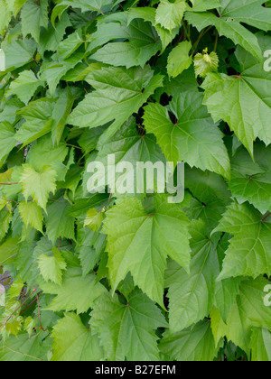 Vigne (Vitis longii) Banque D'Images