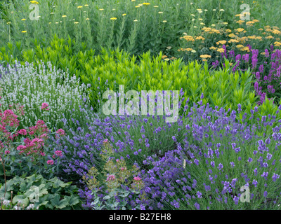 La lavande commune (lavandula angustifolia 'munstead' et lavandula angustifolia 'edelweiss'), obéissante (physostegia) et d'achillée millefeuille (Achillea) Banque D'Images