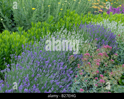 La lavande commune (lavandula angustifolia 'munstead' et lavandula angustifolia 'edelweiss') et obéissant (usine physostegia) Banque D'Images