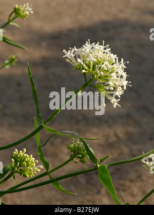 La valériane blanche (centranthus ruber 'albus') Banque D'Images