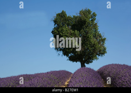 Champ de lavande montrant arbre isolé sur l'horizon, Provence, France. Banque D'Images