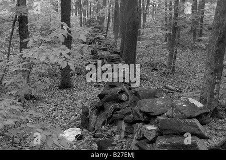 Une photo en noir et blanc d'un mur de pierre se fond dans une forêt de verdure feuilles érable et de hêtres. Banque D'Images