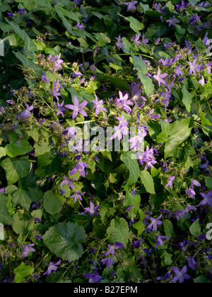 La campanule (Campanula poscharskyana serbe 'Stella') Banque D'Images