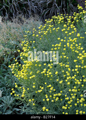 Coton lavande (Santolina chamaecyparissus subsp. insularis) Banque D'Images