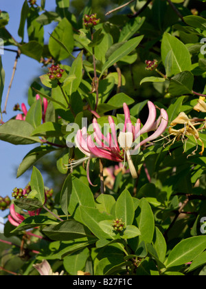 Chèvrefeuille (lonicera caprifolium italien) Banque D'Images