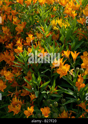 Lily péruvienne (l'Alstroemeria aurea) Banque D'Images