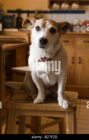 Jack Russell Terrier chien assis Banque D'Images