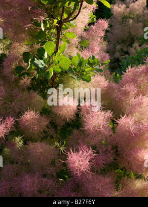 Arbre de fumée eurasien (Prunus serrula) Banque D'Images