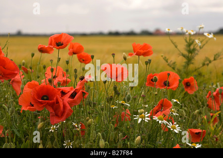 Dans un champ de coquelicots rouges, Lincolnshire, Royaume-Uni Banque D'Images
