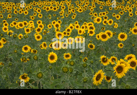 Champ de tournesol, Provence, France. Banque D'Images