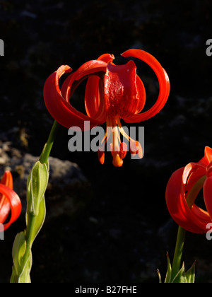 Lily (lilium martagon écarlate chalcedonicum) Banque D'Images