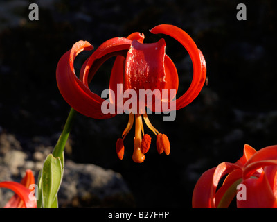 Lily (lilium martagon écarlate chalcedonicum) Banque D'Images