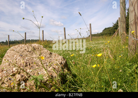 Fryent Country Park. Colindale, Londres, Angleterre Banque D'Images