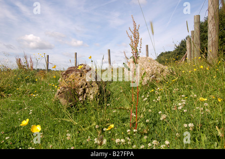 Fryent Country Park. Colindale, Londres, Angleterre Banque D'Images