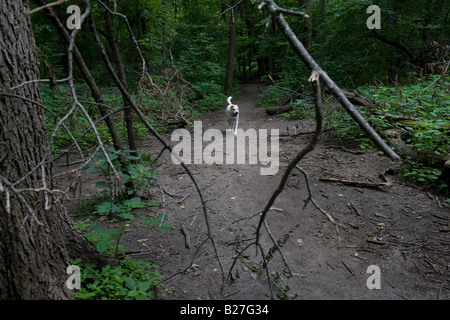 Un chien marche sur un sentier dans les bois. Banque D'Images