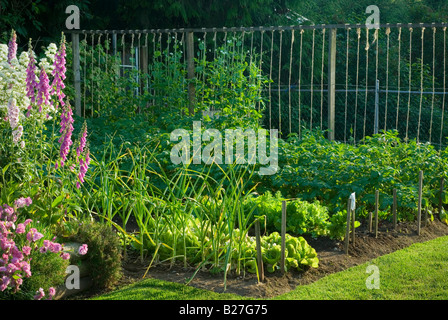 Un petit jardin potager de banlieue. Banque D'Images