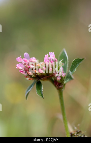 Clover Trifolium striatum noués à caerthillian cove cornwall lézard Banque D'Images