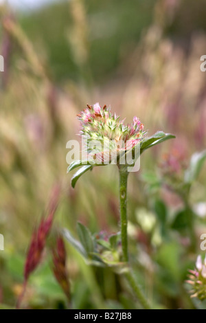 Clover Trifolium striatum noués à caerthillian cove cornwall lézard Banque D'Images