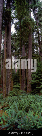 Cathedral Grove - les vieux peuplements de forêt tropicale dans le parc provincial MacMillan, l'île de Vancouver, BC, British Columbia, Canada Banque D'Images