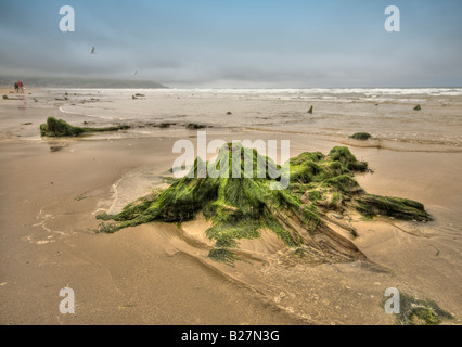 Le reste des souches d'arbres pétrifiés à marée basse montrant ce terrain a été une fois au-dessus du niveau de la mer Banque D'Images