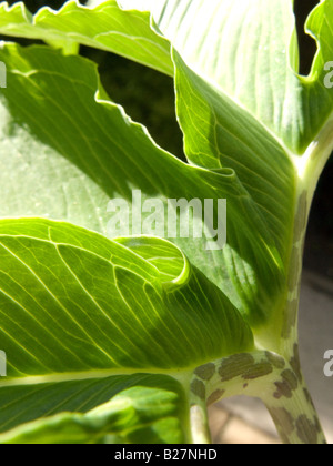 Sauromatum venosum (syn. Arum cornutum) laisse close-up Banque D'Images