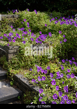 Les pétunias (petunia) et ivy linaire à feuilles (Cymbalaria muralis) Banque D'Images