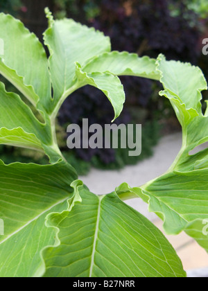 Sauromatum venosum (syn. Arum cornutum) laisse close-up Banque D'Images