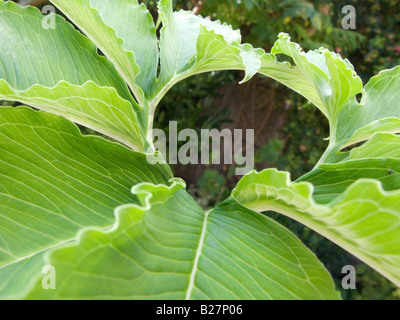 Sauromatum venosum (syn. Arum cornutum) laisse Banque D'Images