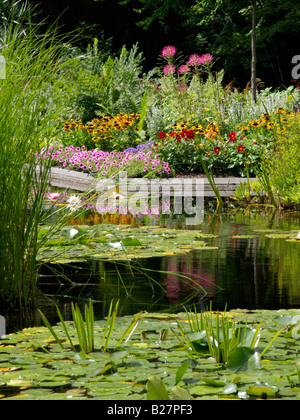 Les nénuphars (nymphaea), cône (Rudbeckia fleurs), les pétunias (petunia), dahlia (Dahlia) et de fleurs (tarenaya araignée cleome) syn. Banque D'Images