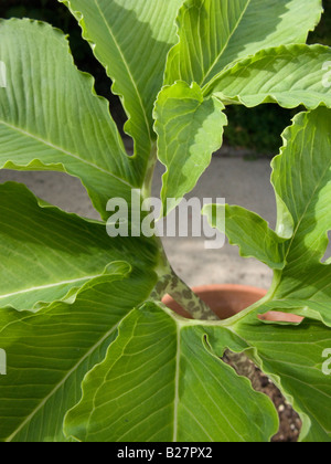 Sauromatum venosum (syn. Arum cornutum) laisse Banque D'Images