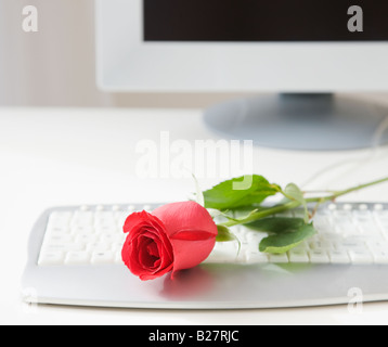 Rose sur clavier d'ordinateur Banque D'Images