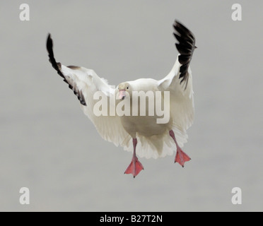 Snow Goose Jamaica Bay National Wildlife Refuge Queens New York Banque D'Images