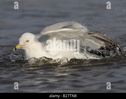 Bec cerclé Ring Heckscher State Park baignade East Islip New York Banque D'Images