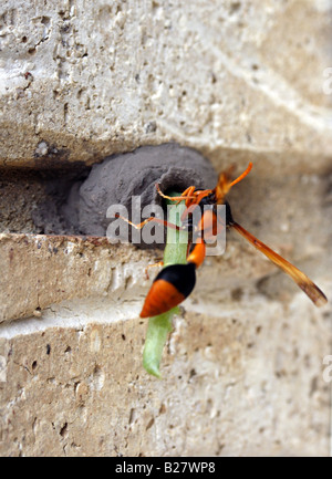 Une guêpe potter orange la construction d'un nid. BDA11477 Banque D'Images