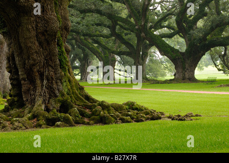 Une allée de chênes avec un chemin entre les deux et d'un coin d'herbe verte et banc Banque D'Images