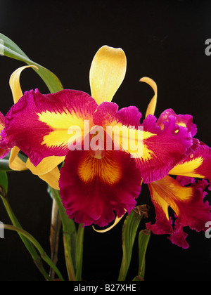 Cattleya, brassolaeliocattleya taiwain 'Queen Kings' (ch. Moscombe x Blc. George Angus) Banque D'Images