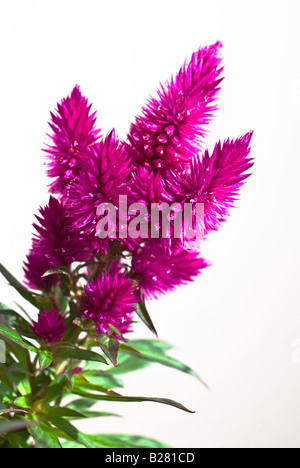 Panache de Celosia Caracas venezuela en fleurs en Juillet Banque D'Images