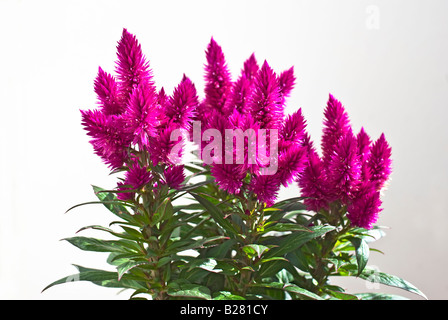 Celosia Caracas venezuela en fleurs en Juillet Banque D'Images