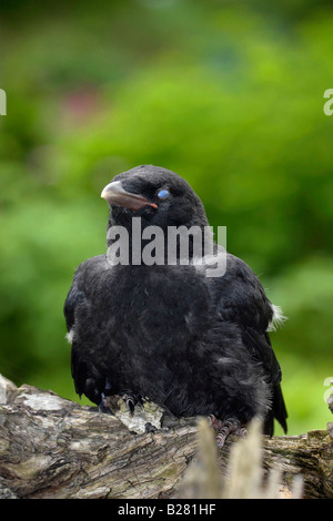 Corneille noire Corvus corone corone naissante Banque D'Images