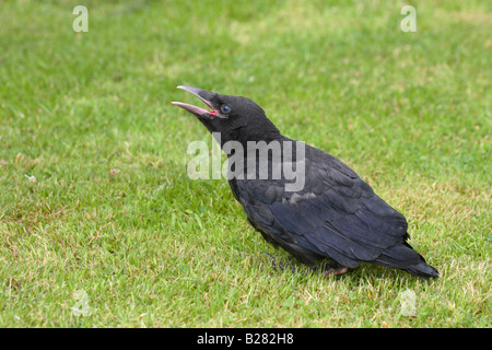 Corneille noire Corvus corone corone naissante Banque D'Images