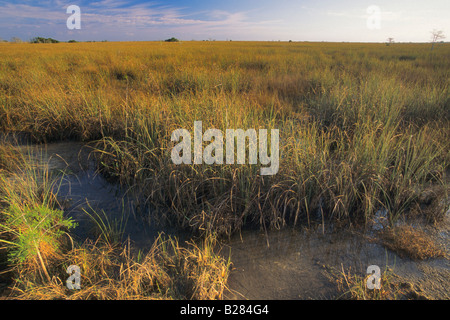 Fleuve d'Herbe de Pa hay okee Sawgrass Boardwalk Park Nat Everglades Floride USA Banque D'Images