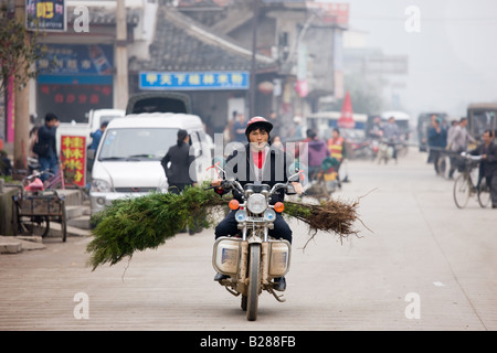 Homme transportant des cyprès en scooter pour une journée de plantation d'arbres traditionnels en Chine Guilin près de Baisha Banque D'Images