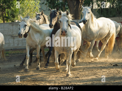 Troupeau de chevaux mare beau poulain camargue blanc Banque D'Images