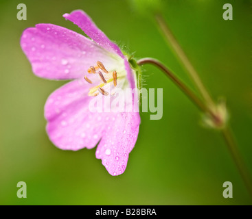 Un géranium sauvage rose Geranium maculatum close up avec l'accent sur les étamines, annonce l'arrivée du printemps Banque D'Images