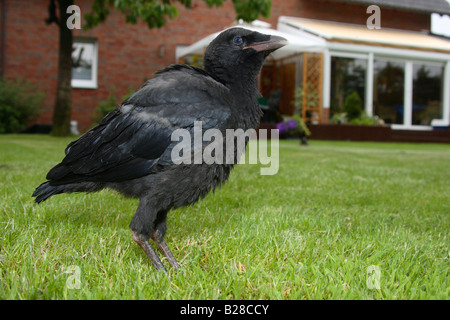 Corneille noire Corvus corone corone naissante Banque D'Images